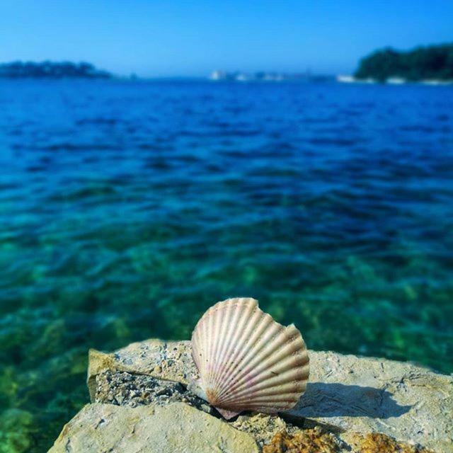 Apartment Marina Porec